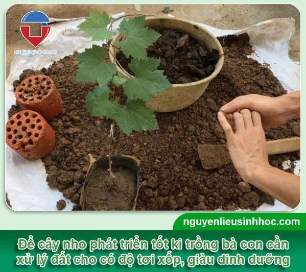 Cải tạo và xử lý đất trồng nho giàu dinh dưỡng giúp cây đạt năng suất cao