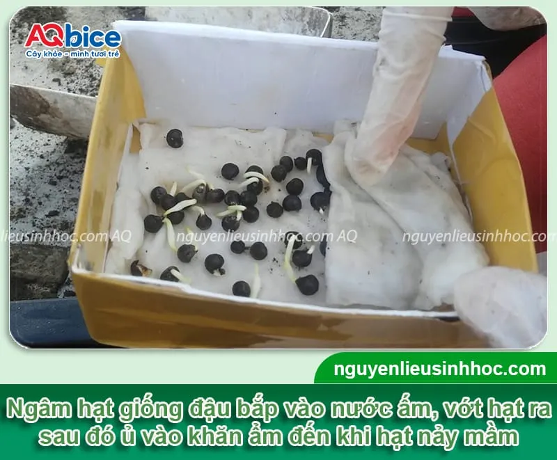 Kích hạt đậu bắp giống nảy mầm trước khi gieo trồng vào đất