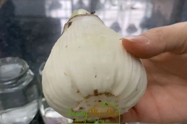 CÁCH TRỒNG LAN HUỆ KÉP