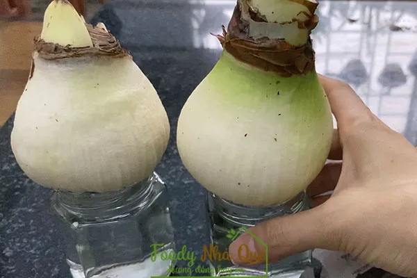 CÁCH TRỒNG LAN HUỆ KÉP