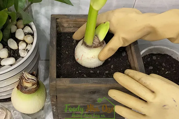 CÁCH TRỒNG LAN HUỆ KÉP