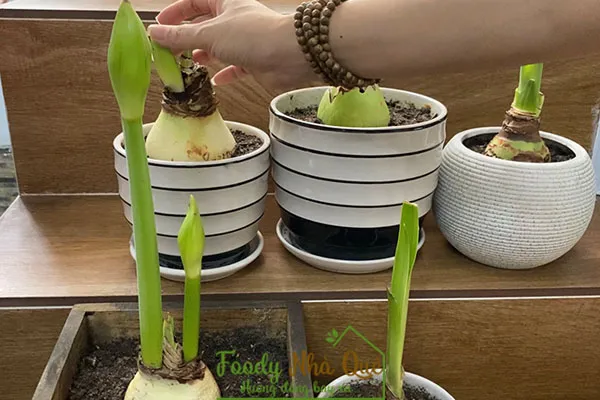 cách chăm sóc lan huệ kép