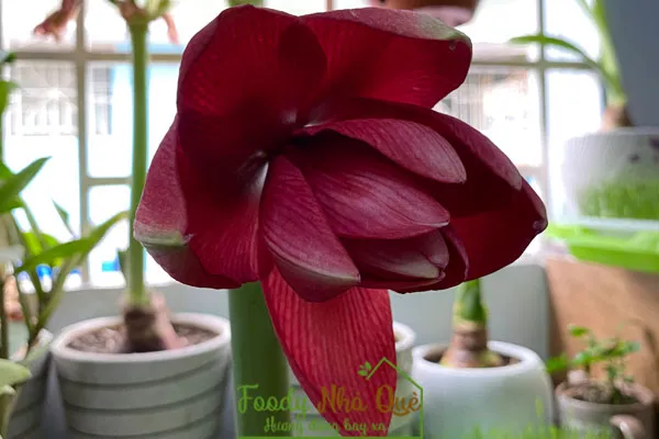 cách chăm sóc lan huệ kép