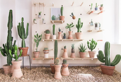 Chậu xương rồng nhỏ được đặt trên bàn bên trong nhà, cần điều chỉnh ánh sáng khi thực hiện cách trồng xương rồng từ hạt