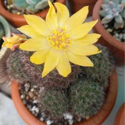 Chuẩn bị gieo trồng hạt giống xương rồng