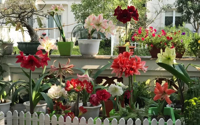 Ý nghĩa sâu sắc của Hoa Lan Huệ trong đời sống