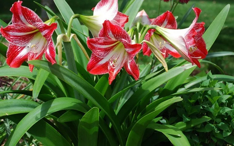 Chuẩn bị củ và giá thể lý tưởng cho Lan Huệ