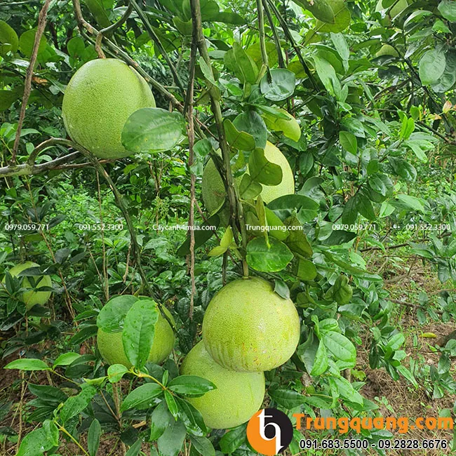 cach-cham-soc-cay-buoi-dien