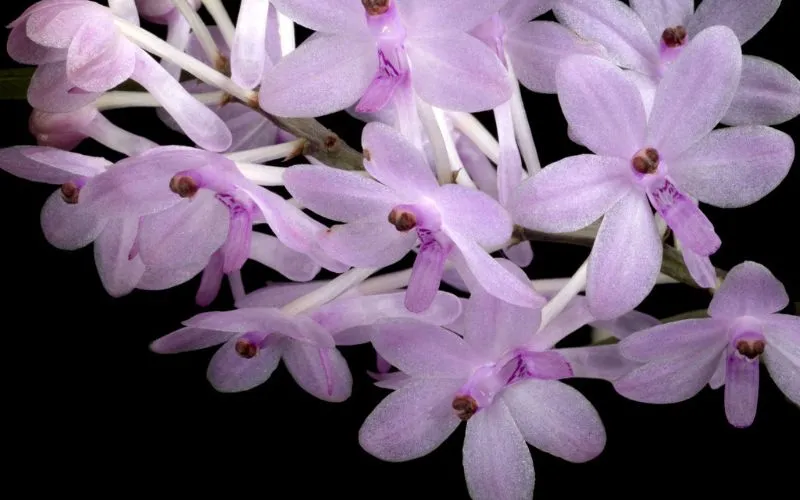 Nguồn Gốc Và Ý Nghĩa Của Hoa Lan Hoàng Yến