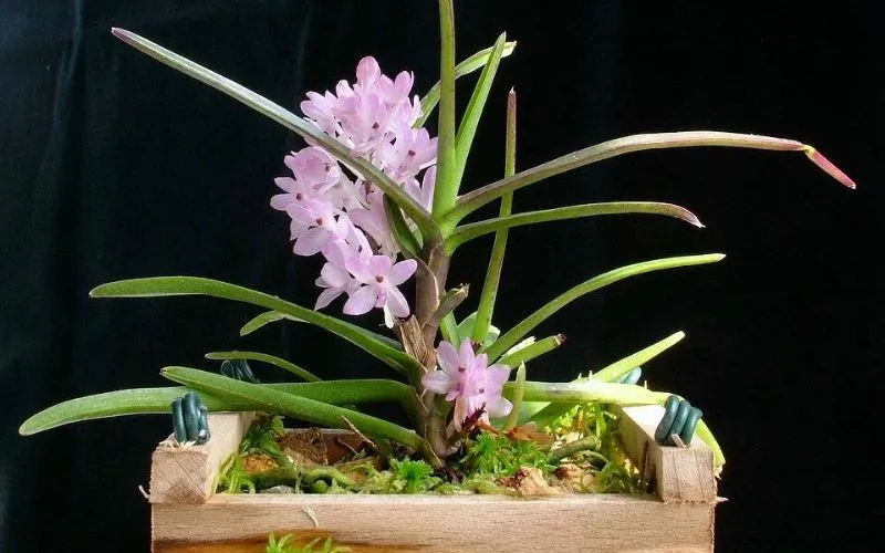 Tác Dụng Trang Trí Tuyệt Vời Của Hoa Lan Hoàng Yến