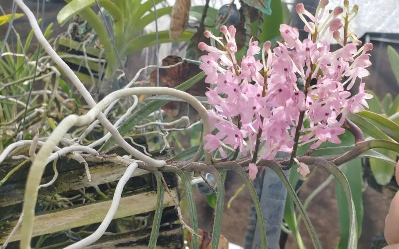 Thao Tác Cố Định Cây Lan Hoàng Yến Vào Giá Thể Gỗ