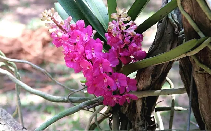 Hướng Dẫn Chăm Sóc Hoa Lan Hoàng Yến Phát Triển Tốt