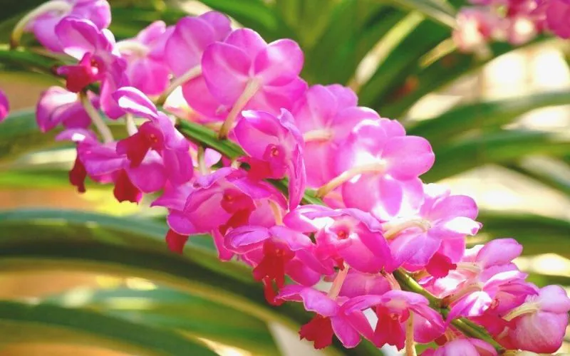 Lưu Ý Quan Trọng Khi Trồng Và Chăm Sóc Lan Hoàng Yến