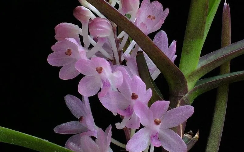 Những Chùm Hoa Lan Hoàng Yến Nhỏ Nhắn Đáng Yêu