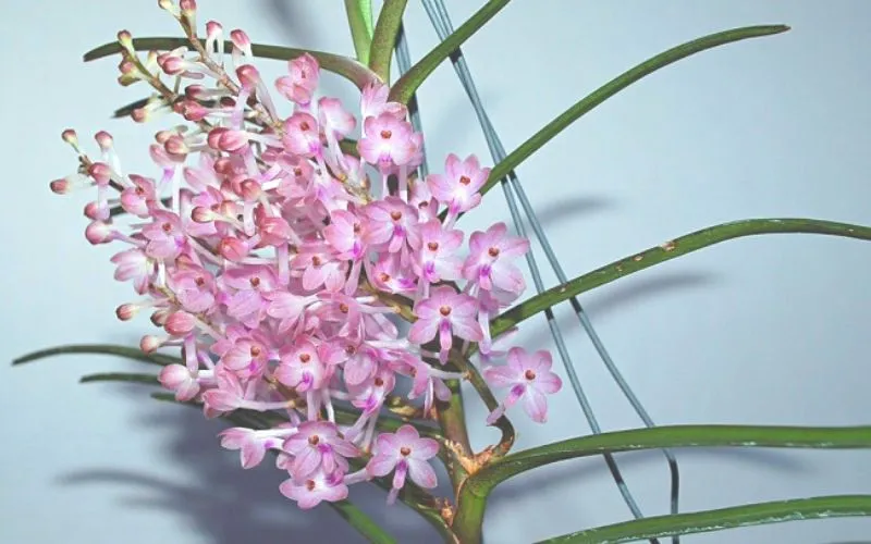 Đóa Hoa Lan Hoàng Yến Màu Tím Thắm Biểu Tượng Cho Sự Thủy Chung