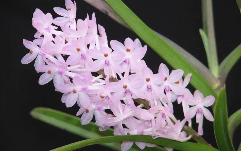 Hoa Lan Hoàng Yến Rực Rỡ Dưới Ánh Nắng Mặt Trời Chiếu Rọi