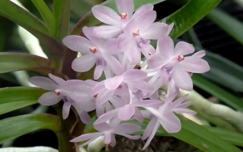 Những Chùm Đóa Hoa Lan Hoàng Yến Tím Tươi Tắn Dưới Ánh Nắng Dịu Nhẹ