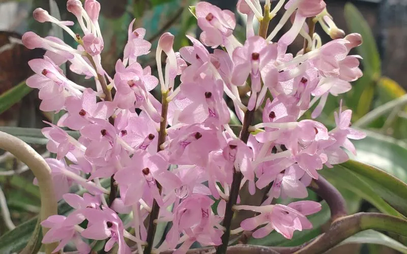 Lan Hoàng Yến Tím Khiến Góc Nhà Trở Nên Tươi Tắn Dễ Thương Hơn