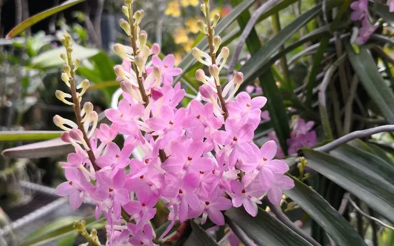 Đóa Hoa Lan Hoàng Yến Tím Mang Vẻ Đẹp Đáng Yêu Xinh Xắn