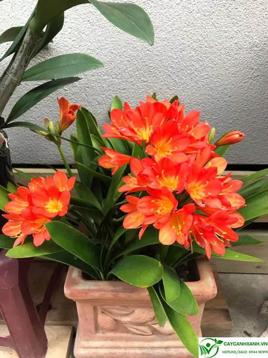 Tổng quan ý nghĩa phong thủy của cây Lan Quân Tử