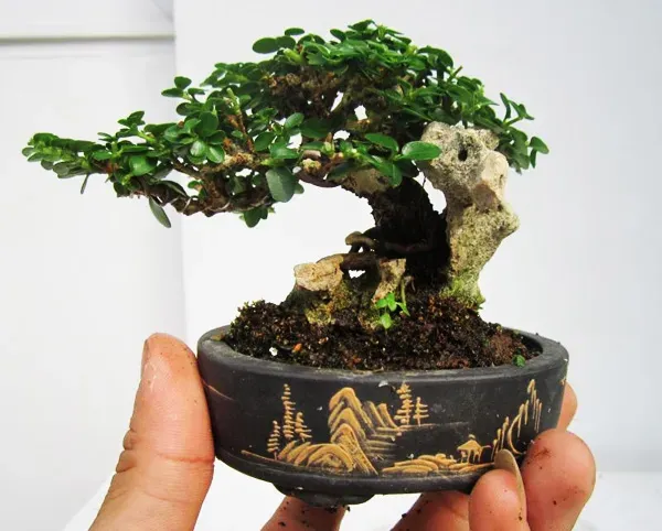 Trà Phúc Kiến là loại cây phong thủy giúp gia chủ khai vận