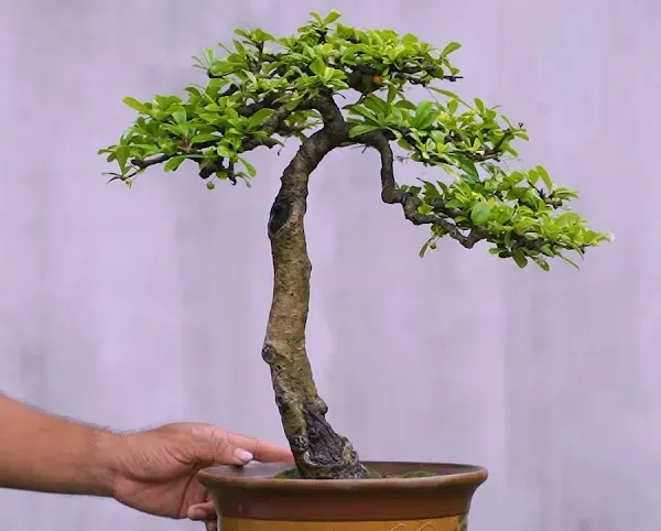 Trà Phúc Kiến thường được tạo dáng bonsai