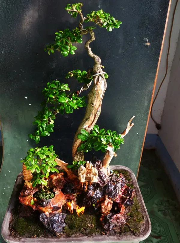 Nhìn chung, cây trà Phúc Kiến không khó trồng