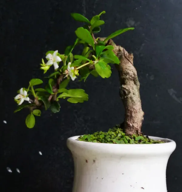 Trà Phúc Kiến là loại cây phong thủy giúp gia chủ khai vận