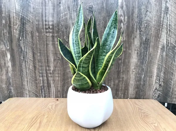 Góc không gian xanh tại Vũ Garden, nơi chia sẻ kinh nghiệm cách trồng rosemary và các loại cây khác