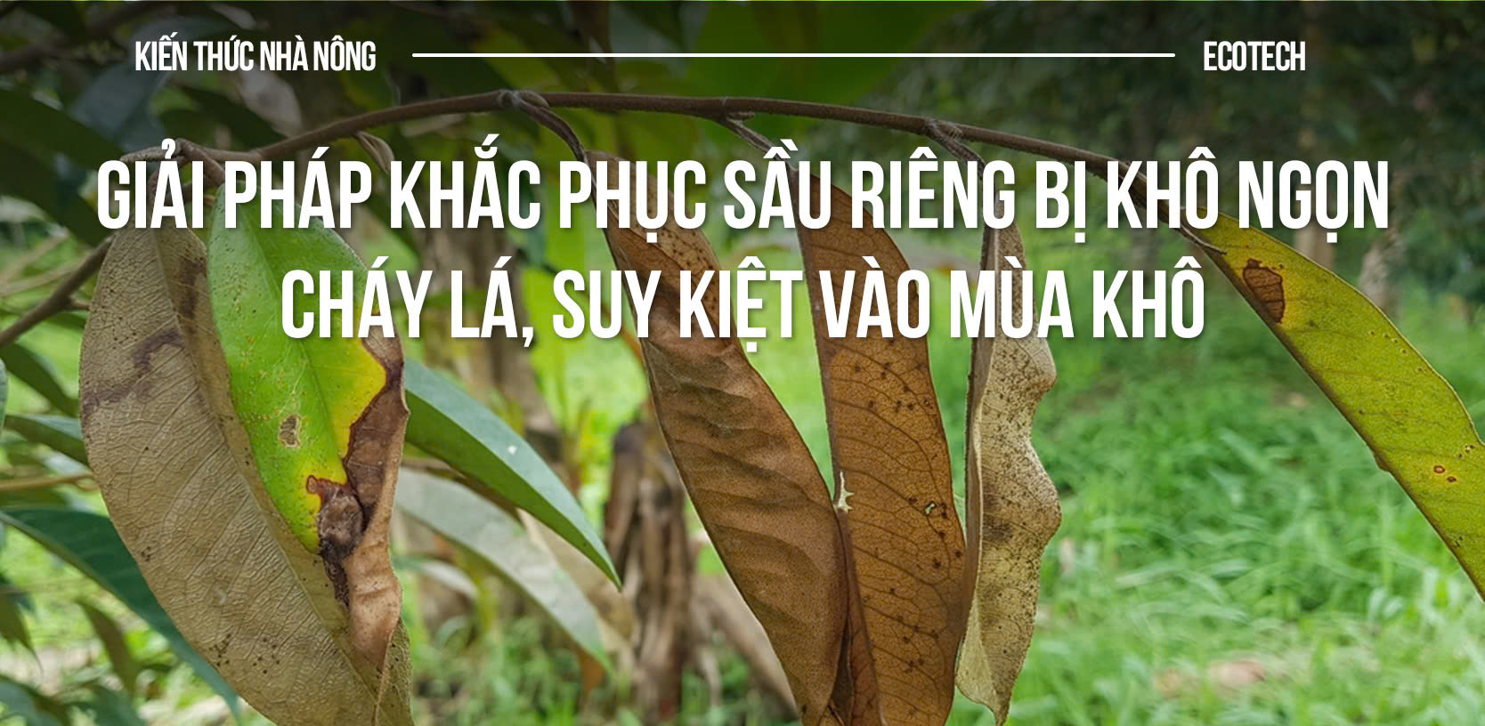 Cách Nhận Biết Cây Trồng Thiếu Dinh Dưỡng: Dấu Hiệu Và Giải Pháp Chuyên Sâu
