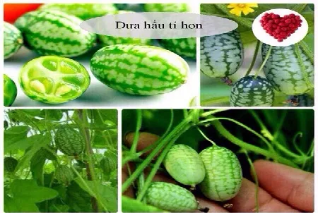 Hình ảnh giàn dưa hấu tí hon trên sân thượng sai trĩu quả