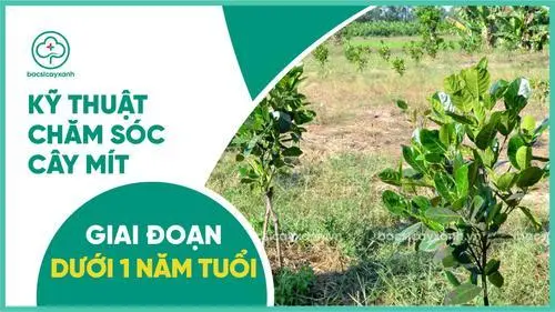 Cách Chăm Sóc Cây Mít Mới Trồng Dưới 1 Năm Tuổi Đạt Năng Suất Cao