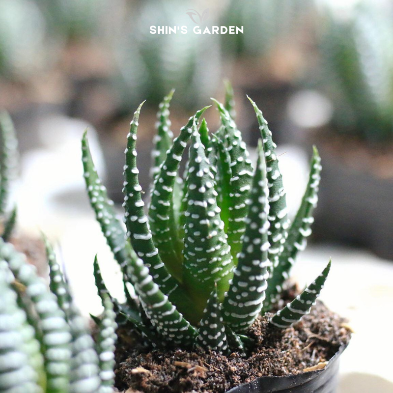 Cách Trồng Cây Hoa Móng Tay: Hướng Dẫn Kỹ Thuật Chuyên Sâu Từ Vu Garden