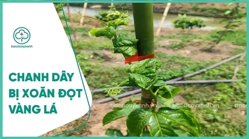 Cách Trồng Chanh Leo Vàng Ngọt Chi Tiết Cho Năng Suất Cao