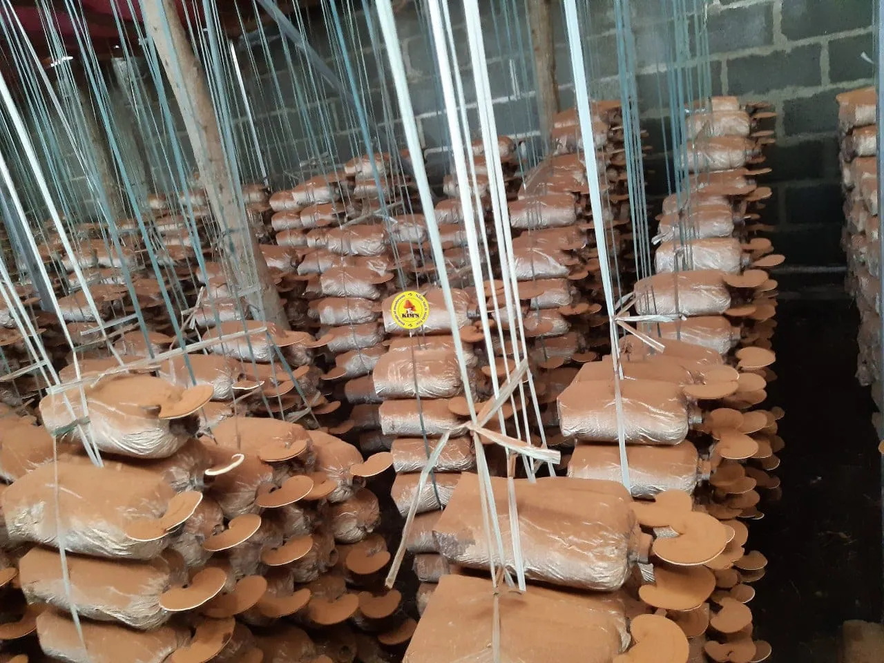 Tầm quan trọng của việc chuẩn bị và khử trùng nhà trại trước khi trồng nấm linh chi