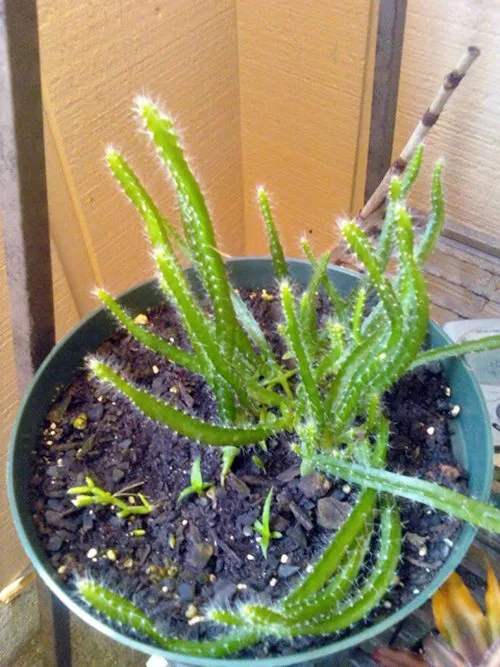 Cây con phát triển và nhú gai trong môi trường ẩm ướt