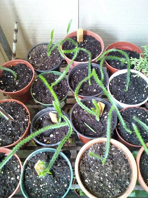 Cây thanh long con khỏe mạnh sẵn sàng được tách chậu