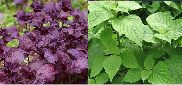 Phân biệt hai loại tía tô xanh và tía tô đỏ (tím) cùng lợi ích dược liệu