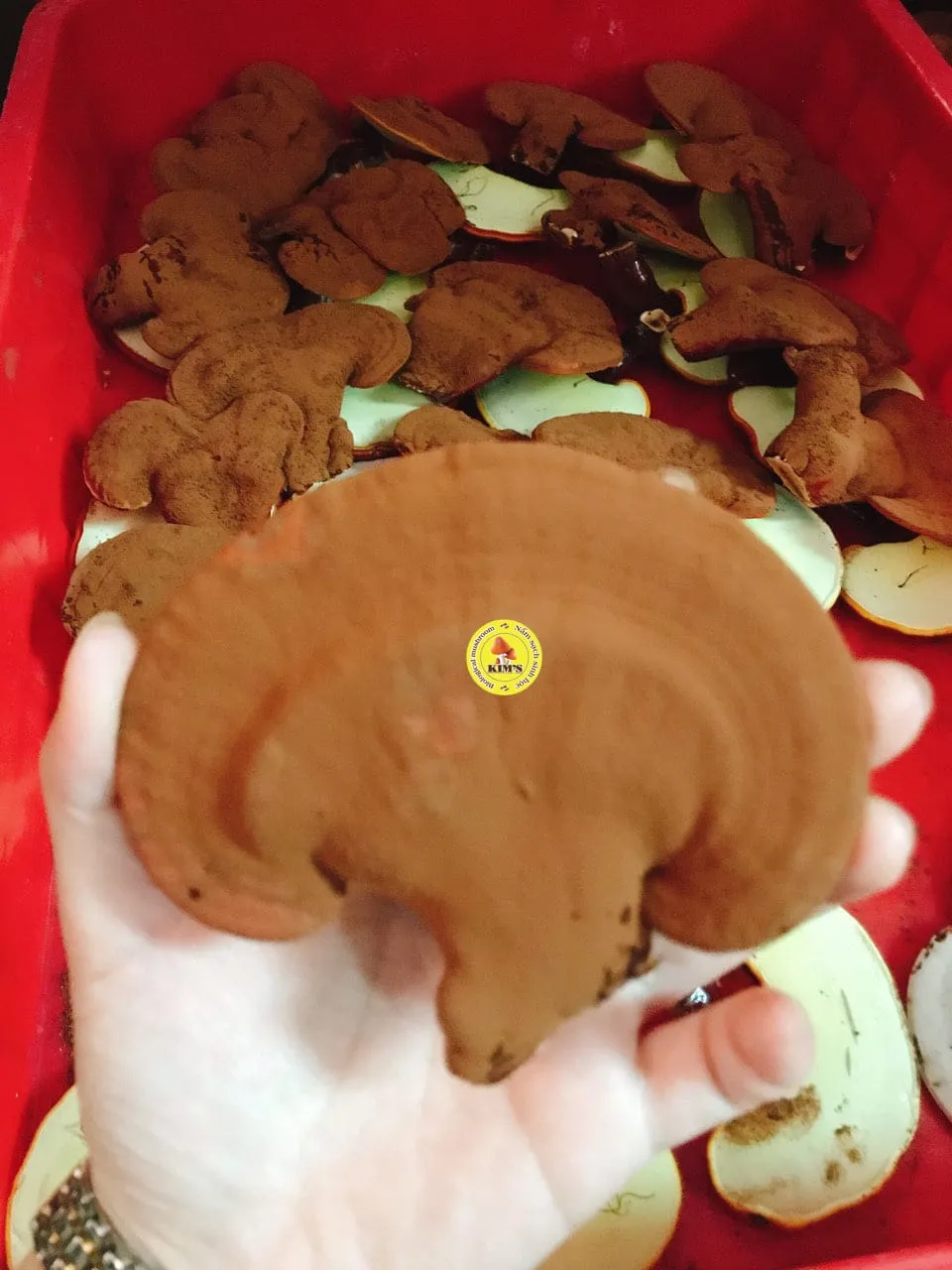 Các bước thực hiện thu hoạch nấm linh chi đợt 1 và cách bảo vệ gốc phôi nấm