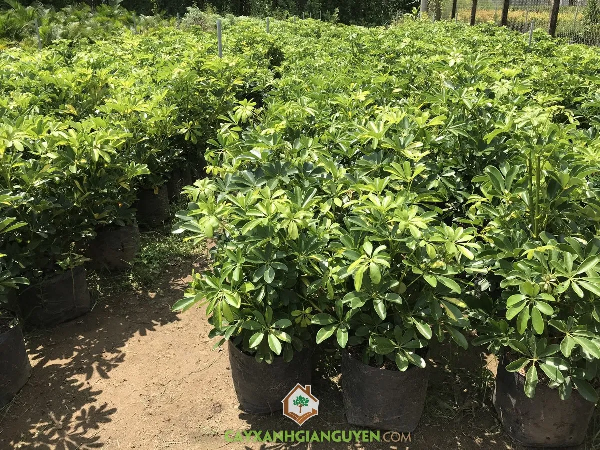 Dụng cụ cần chuẩn bị cho quy trình cách trồng cây ngũ gia bì từ cành và nhân giống