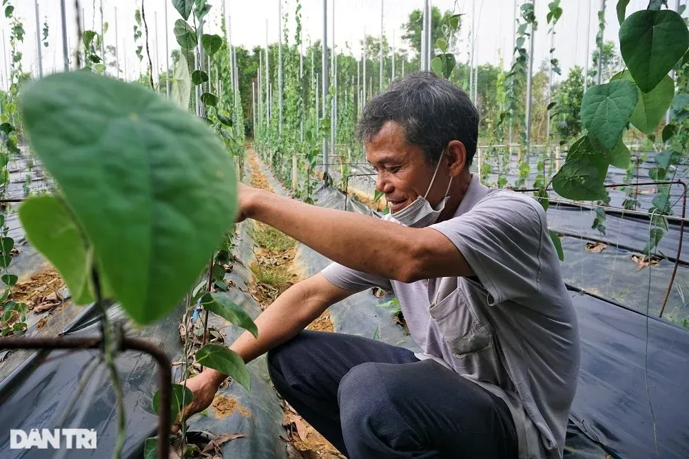 Ông Nguyễn Quang Định, người được mệnh danh là "vua" lá sương sâm ở Quảng Nam