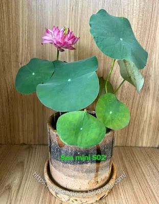 Hình ảnh cận cảnh hoa sen mini trồng trong chậu cảnh