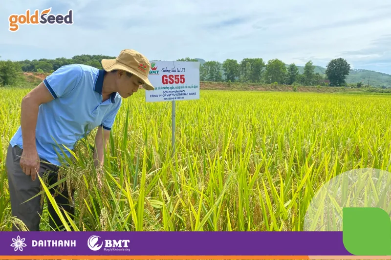 Nông dân bón phân cho lúa lai