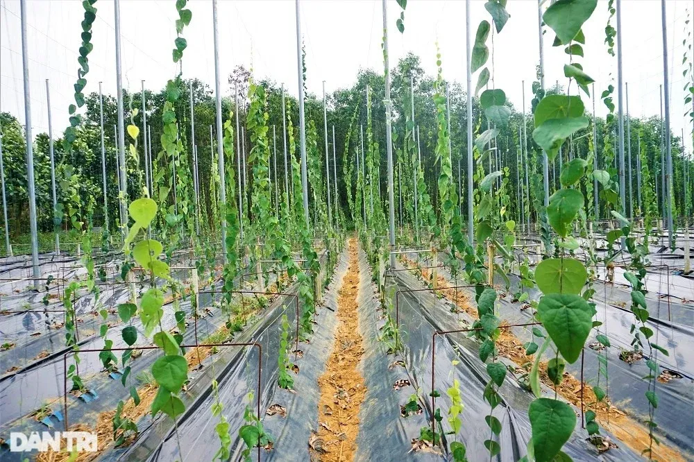 Vườn sương sâm được ông Định bố trí rất bài bản, mỗi hàng đều có rãnh thoát nước chống ngập úng.