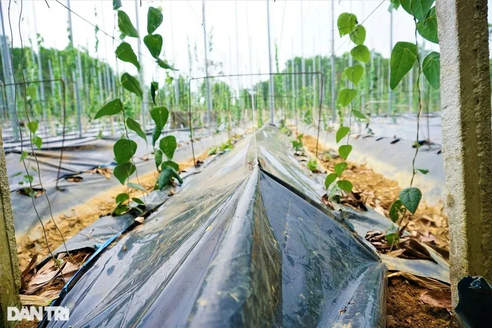 Ông Định che gốc sương sâm bằng bạt để vừa hạn chế thoát hơi nước, vừa hạn chế cỏ mọc.