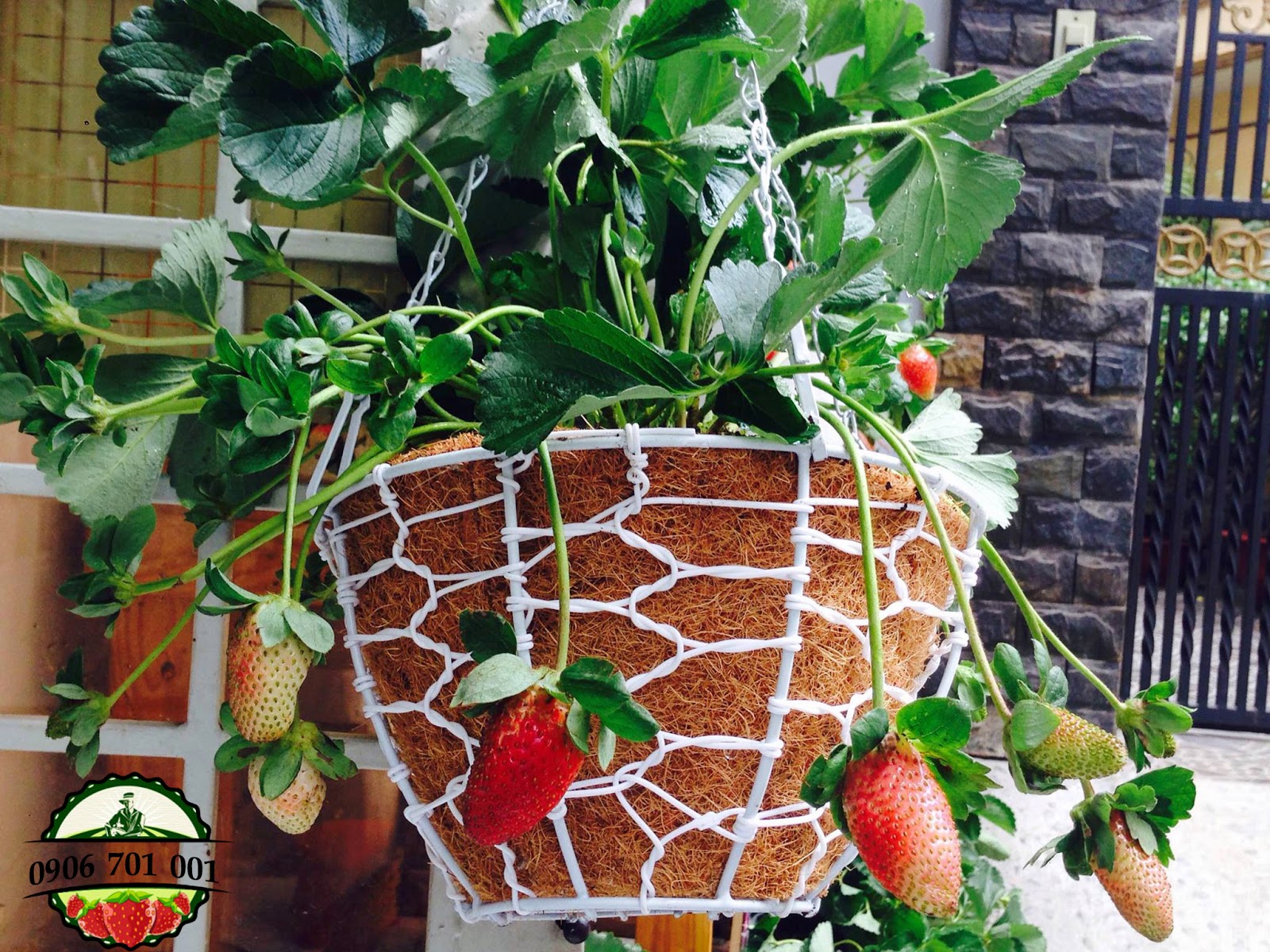 Cách Làm Luống Trồng Dâu Tây Chuẩn Kỹ Thuật Cho Năng Suất Cao Cách Làm Luống Trồng Dâu Tây Chuẩn Kỹ Thuật Cho Năng Suất Cao