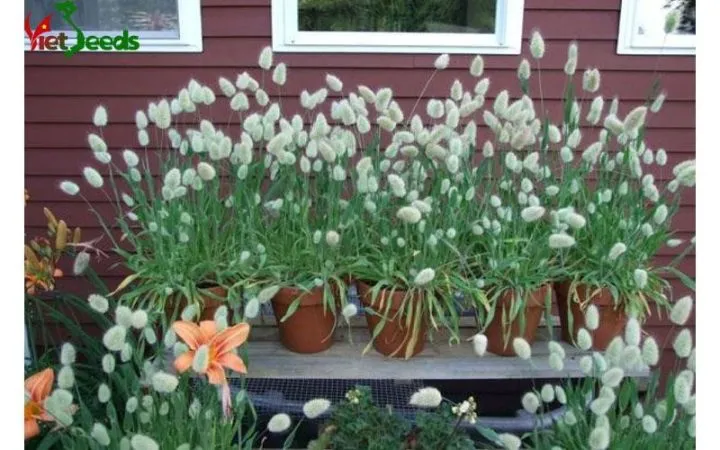 Cỏ đuôi thỏ xanh tốt trong chậu, tô điểm cho không gian sống thêm phần sinh động