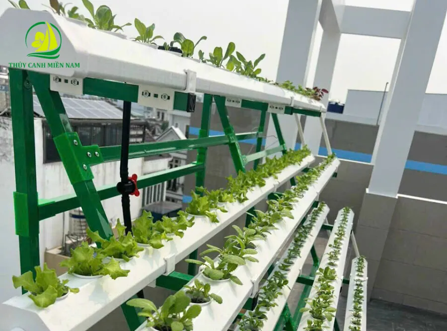 Giàn trồng rau thủy canh trên sân thượng