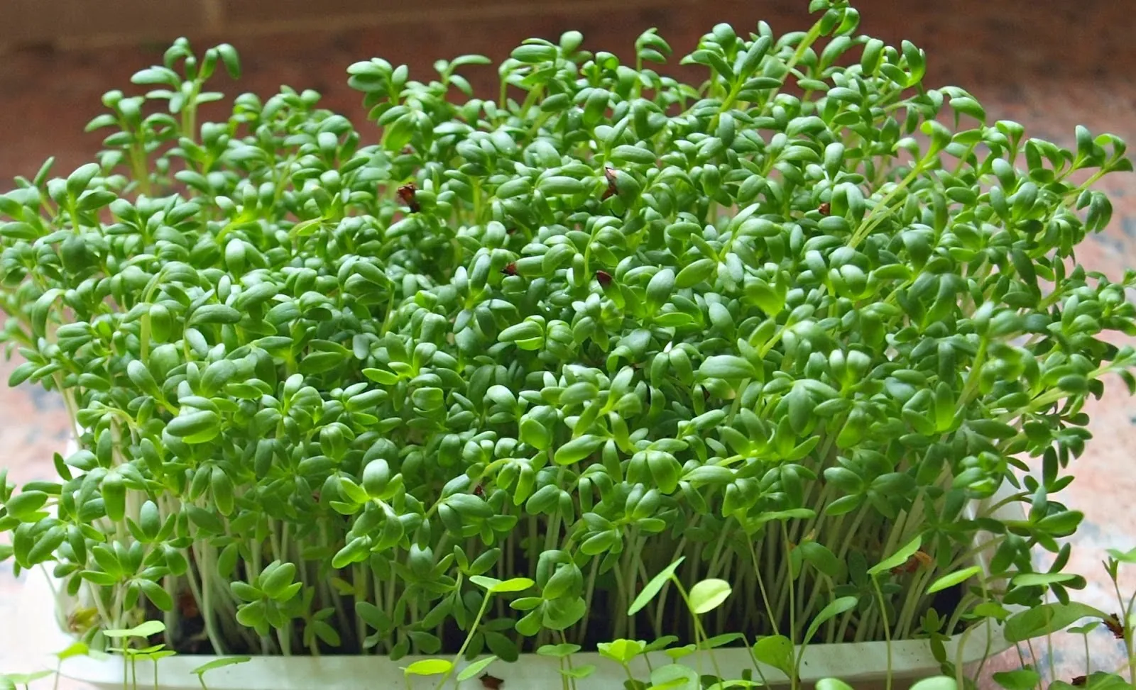 Khay đựng rau mầm đang phát triển khỏe mạnh không cần giá thể, minh họa cách trồng rau mầm tại nhà không cần đất