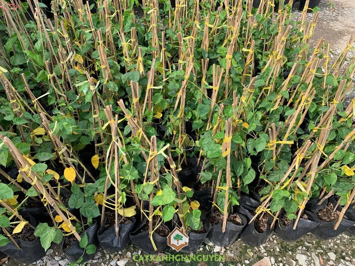 Giàn Thiên Lý đang phát triển vào mùa xuân